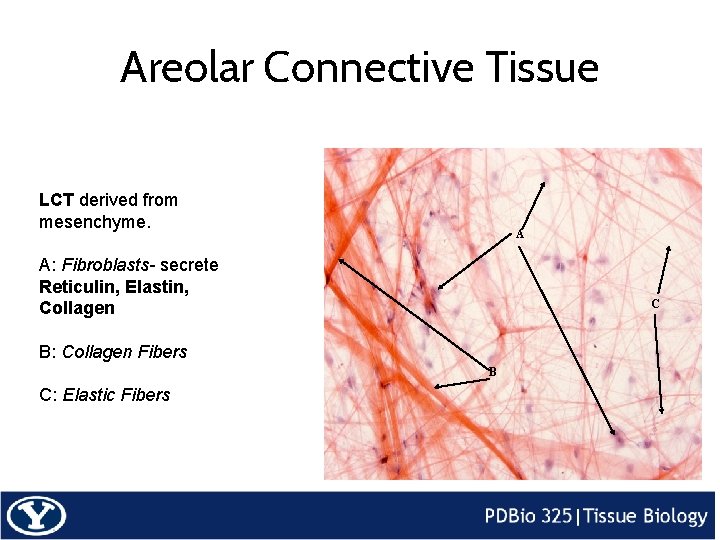 Areolar Connective Tissue LCT derived from mesenchyme. A A: Fibroblasts- secrete Reticulin, Elastin, Collagen