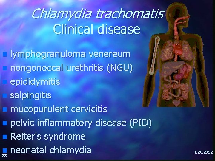 Chlamydia trachomatis Clinical disease lymphogranuloma venereum n nongonoccal urethritis (NGU) n epididymitis n salpingitis