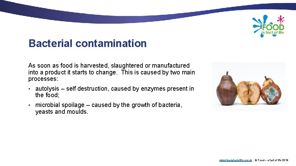 Bacterial contamination As soon as food is harvested, slaughtered or manufactured into a product