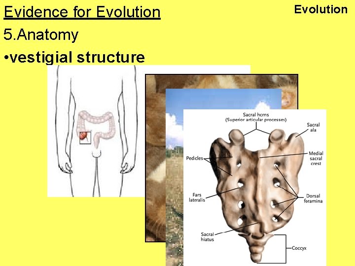 Evidence for Evolution 5. Anatomy • vestigial structure Evolution 