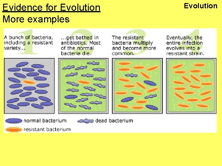Evidence for Evolution More examples Evolution 