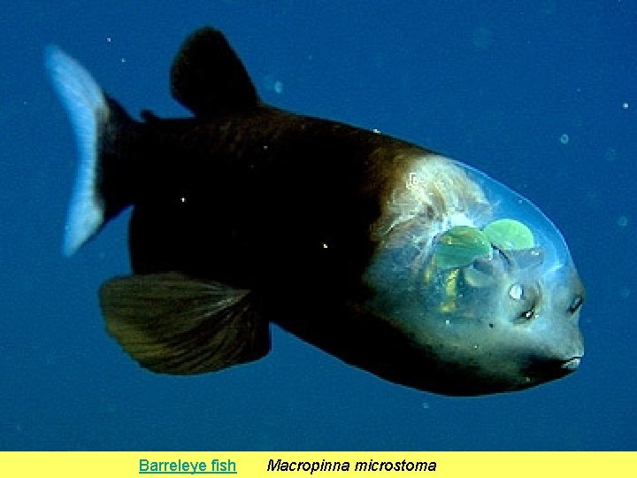 Barreleye fish Macropinna microstoma 