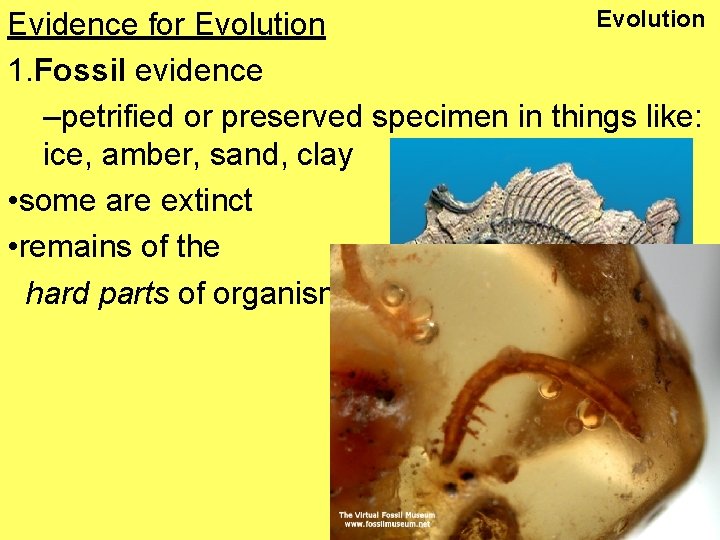 Evolution Evidence for Evolution 1. Fossil evidence –petrified or preserved specimen in things like: