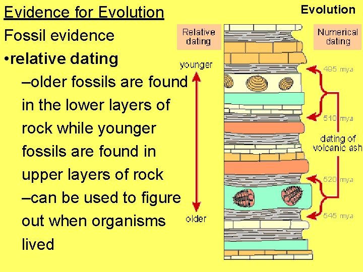 Evidence for Evolution Fossil evidence • relative dating –older fossils are found in the