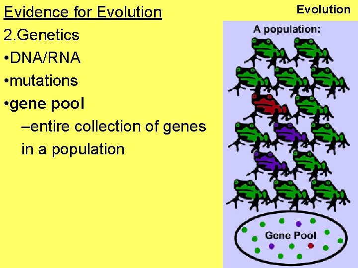 Evidence for Evolution 2. Genetics • DNA/RNA • mutations • gene pool –entire collection