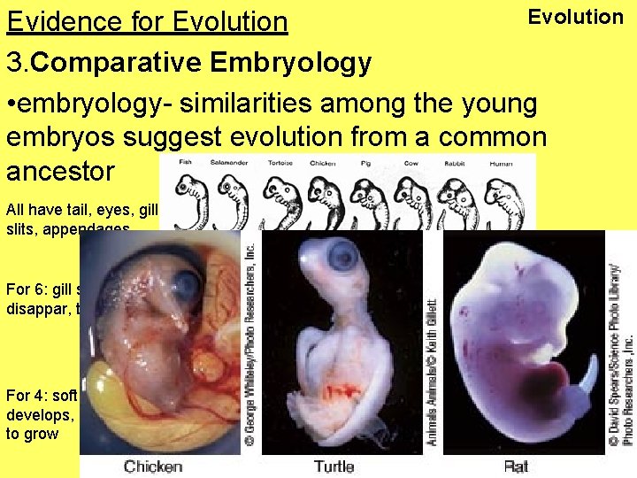 Evolution Evidence for Evolution 3. Comparative Embryology • embryology- similarities among the young embryos