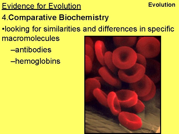 Evolution Evidence for Evolution 4. Comparative Biochemistry • looking for similarities and differences in