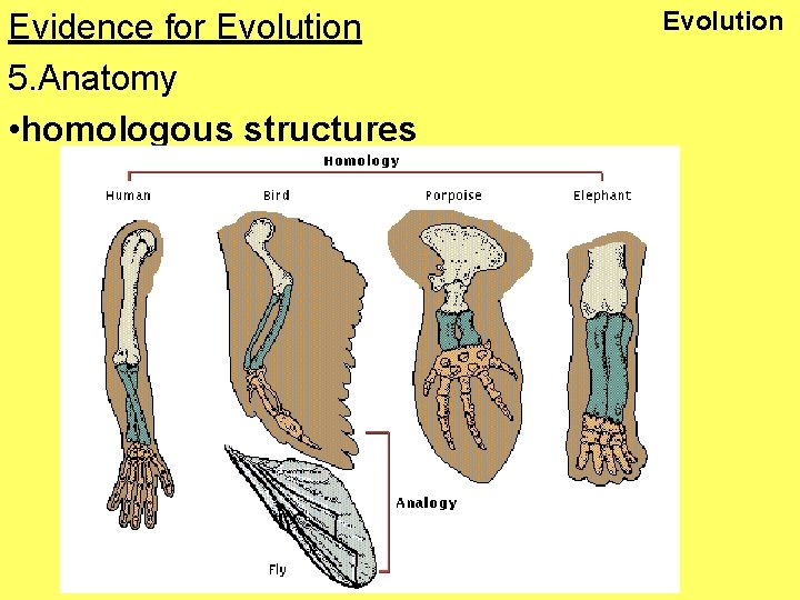 Evidence for Evolution 5. Anatomy • homologous structures Evolution 