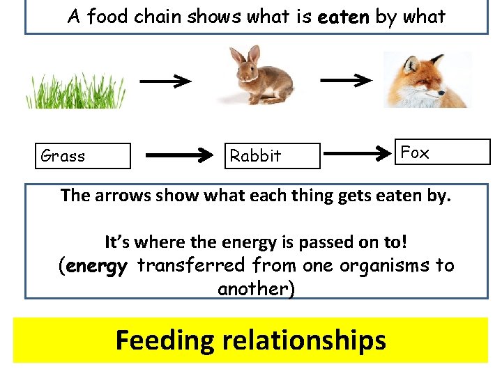 A food chain shows what is eaten by what Grass Rabbit Fox The arrows