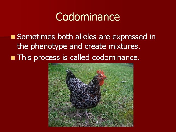 Codominance n Sometimes both alleles are expressed in the phenotype and create mixtures. n