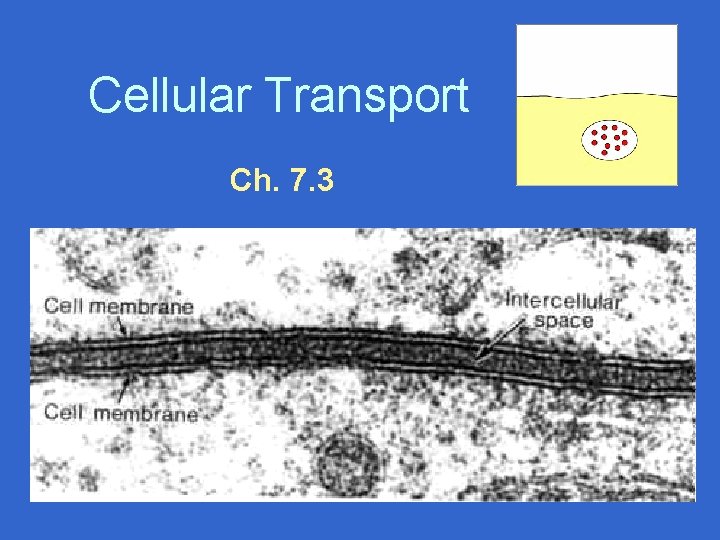 Cellular Transport Ch. 7. 3 