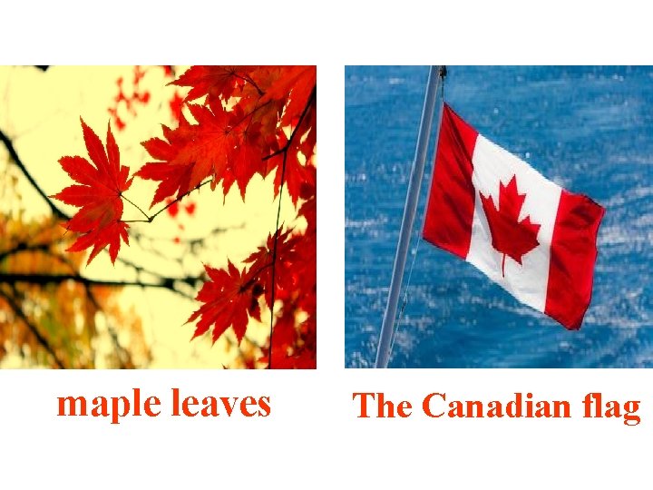 Niagara maple leaves The Canadian flag 