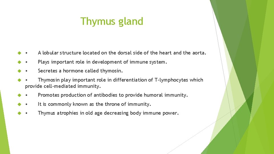 Thymus gland • A lobular structure located on the dorsal side of the heart