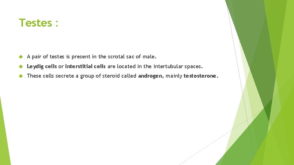 Testes : A pair of testes is present in the scrotal sac of male.