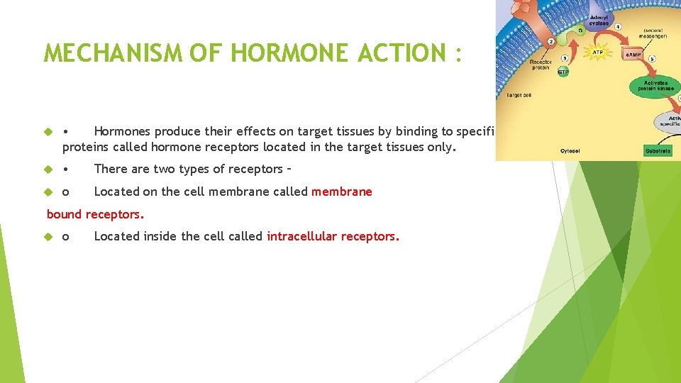 MECHANISM OF HORMONE ACTION : • Hormones produce their effects on target tissues by