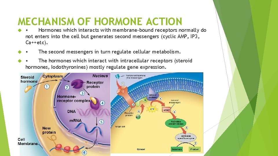 MECHANISM OF HORMONE ACTION • Hormones which interacts with membrane-bound receptors normally do not