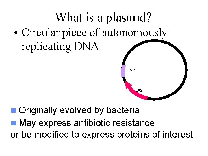 What is a plasmid? • Circular piece of autonomously replicating DNA ori bla Originally