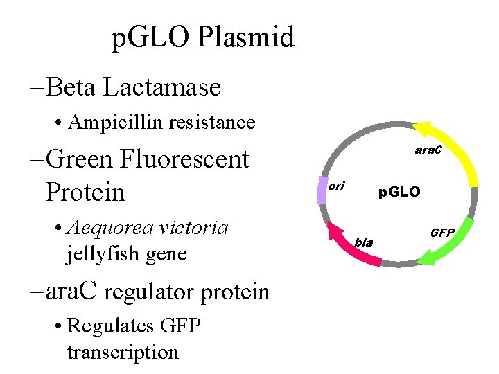 p. GLO Plasmid – Beta Lactamase • Ampicillin resistance – Green Fluorescent Protein •