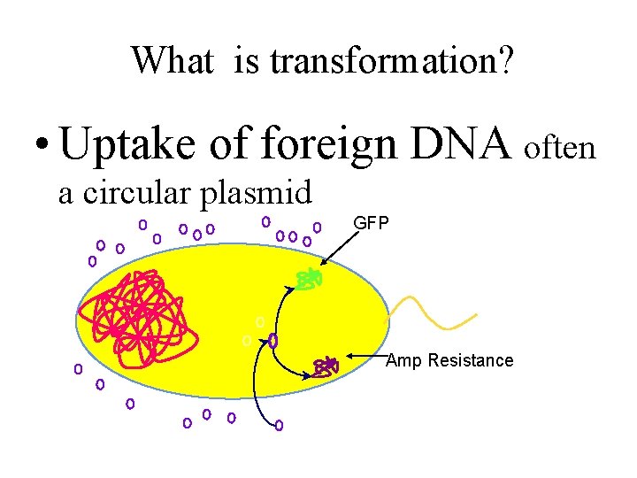 What is transformation? • Uptake of foreign DNA often a circular plasmid GFP Amp