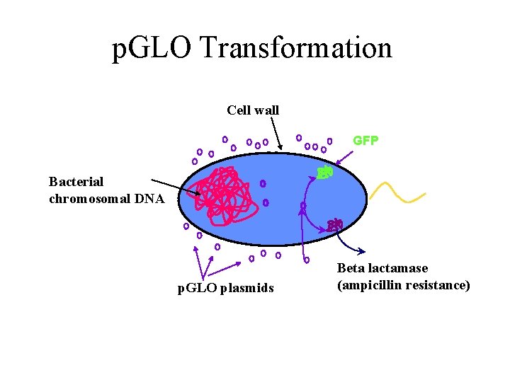 p. GLO Transformation Cell wall GFP Bacterial chromosomal DNA p. GLO plasmids Beta lactamase