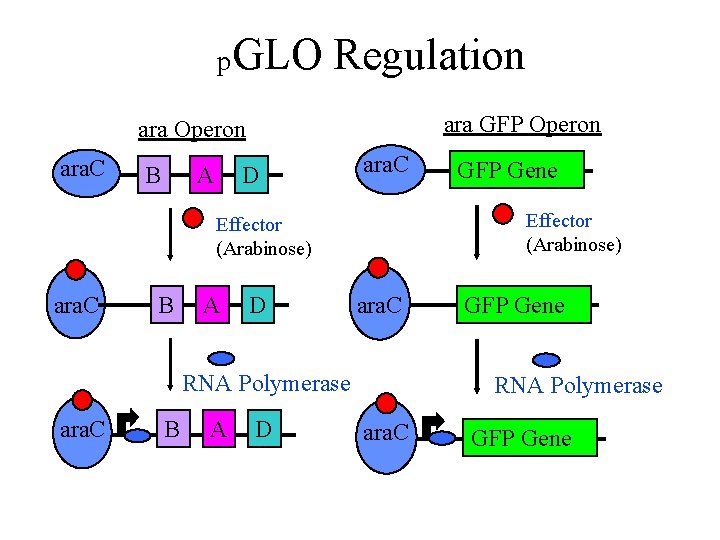 p. GLO Regulation ara GFP Operon ara. C B A D ara. C Effector