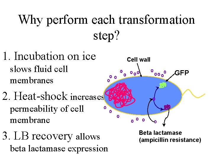 Why perform each transformation step? 1. Incubation on ice slows fluid cell membranes Cell