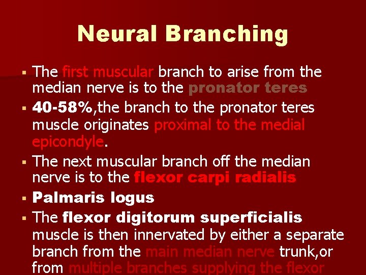 Neural Branching The first muscular branch to arise from the median nerve is to