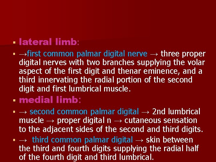  lateral limb: →first common palmar digital nerve → three proper digital nerves with