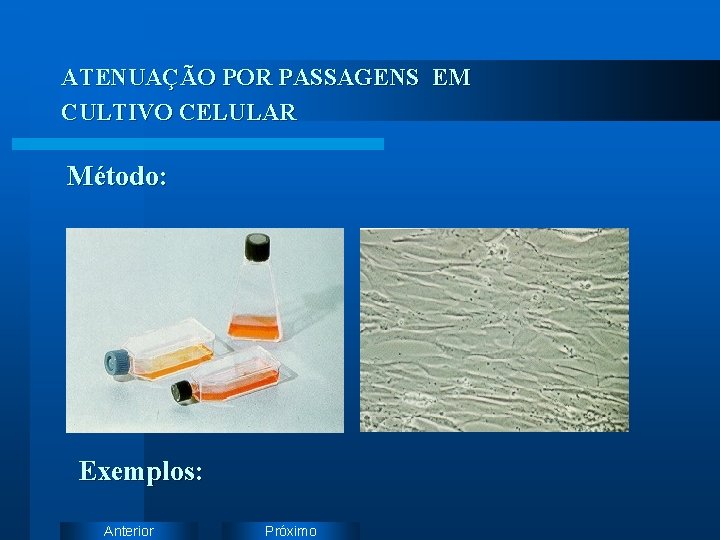 ATENUAÇÃO POR PASSAGENS EM CULTIVO CELULAR Método: Exemplos: Anterior Próximo 