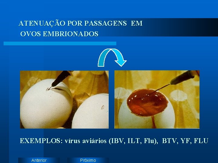 ATENUAÇÃO POR PASSAGENS EM OVOS EMBRIONADOS EXEMPLOS: vírus aviários (IBV, ILT, Flu), BTV, YF,