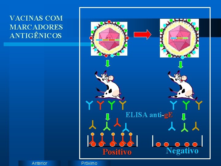 VACINAS COM MARCADORES ANTIGÊNICOS ELISA anti-g. E Positivo Anterior Próximo Negativo 