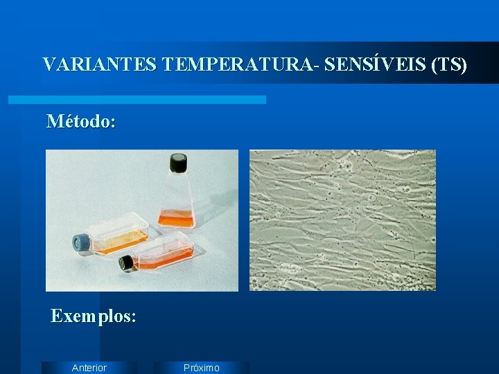 VARIANTES TEMPERATURA- SENSÍVEIS (TS) Método: Exemplos: Anterior Próximo 