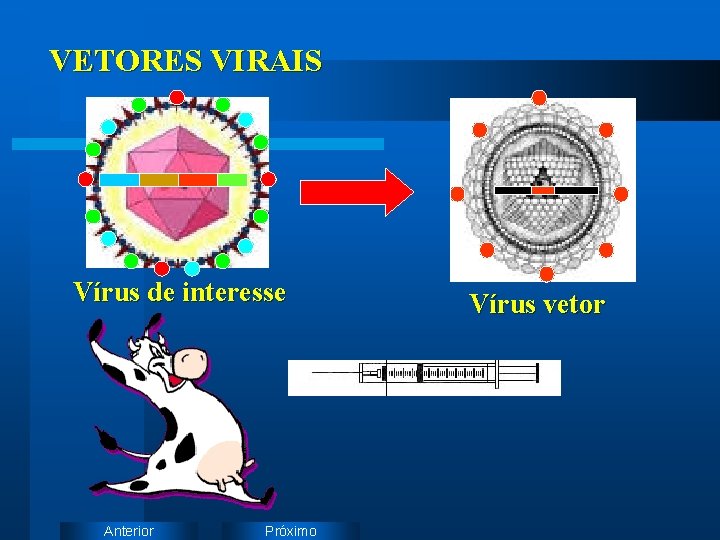 VETORES VIRAIS Vírus de interesse Anterior Próximo Vírus vetor 