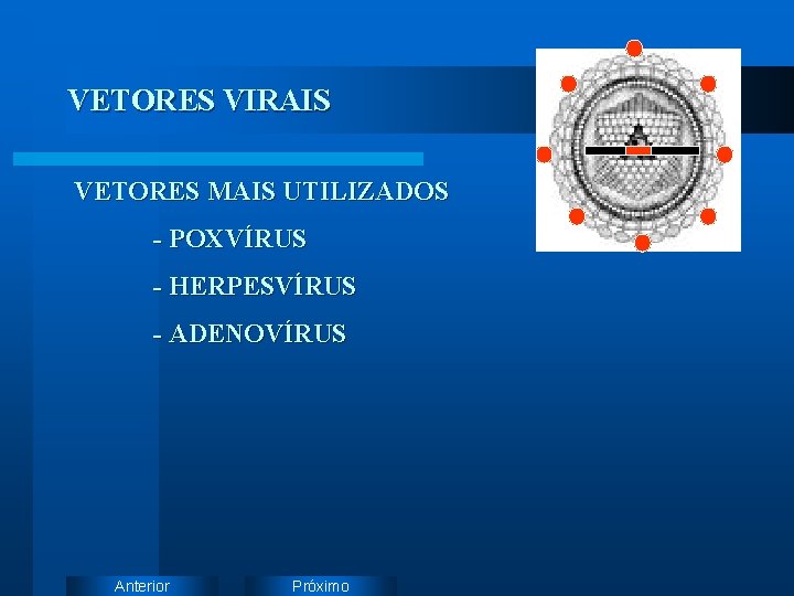 VETORES VIRAIS VETORES MAIS UTILIZADOS - POXVÍRUS - HERPESVÍRUS - ADENOVÍRUS Anterior Próximo 