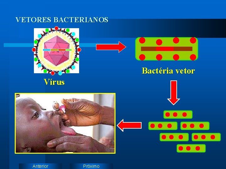 VETORES BACTERIANOS Bactéria vetor Vírus Anterior Próximo 