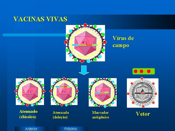 VACINAS VIVAS Vírus de campo Atenuado (clássico) Anterior Atenuado (deleção) Próximo Marcador antigênico Vetor