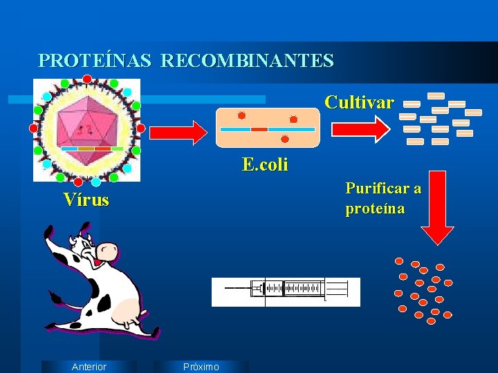 PROTEÍNAS RECOMBINANTES Cultivar E. coli Purificar a proteína Vírus Anterior Próximo 
