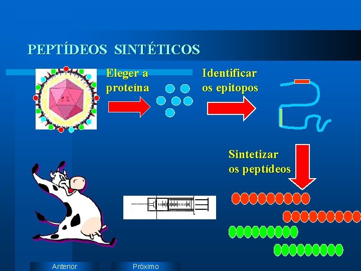 PEPTÍDEOS SINTÉTICOS Eleger a proteína Identificar os epitopos Sintetizar os peptídeos Anterior Próximo 