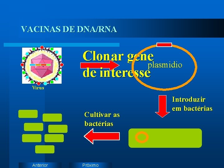 VACINAS DE DNA/RNA Clonar gene plasmidio de interesse Vírus Cultivar as bactérias Anterior Próximo