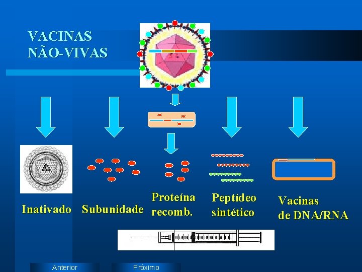 VACINAS NÃO-VIVAS Proteína Inativado Subunidade recomb. Anterior Próximo Peptídeo sintético Vacinas de DNA/RNA 
