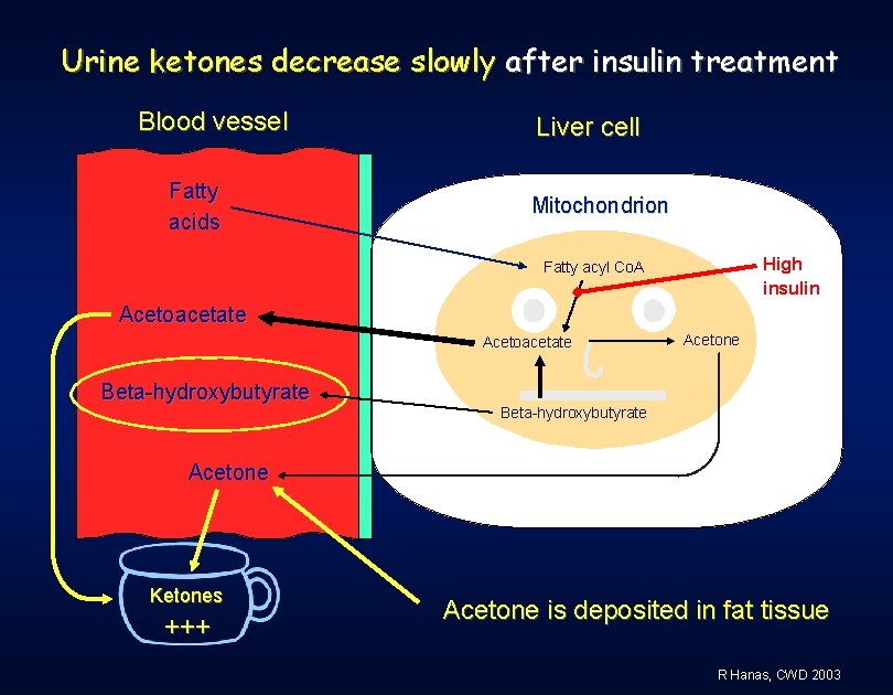 Urine ketones decrease slowly after insulin treatment Blood vessel Fatty acids Liver cell Mitochondrion