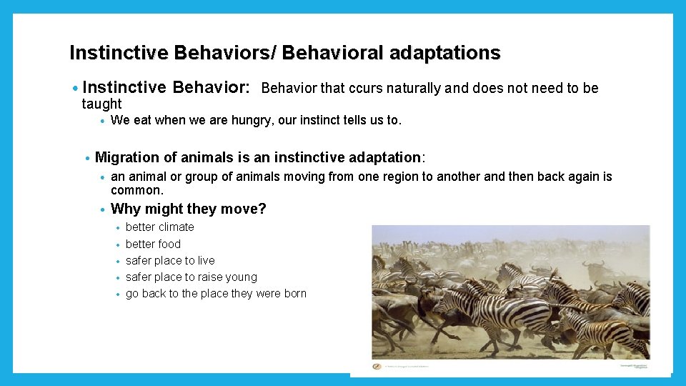 Instinctive Behaviors/ Behavioral adaptations • Instinctive taught • • Behavior: Behavior that ccurs naturally Instinctive Behaviors/ Behavioral adaptations • Instinctive taught • • Behavior: Behavior that ccurs naturally