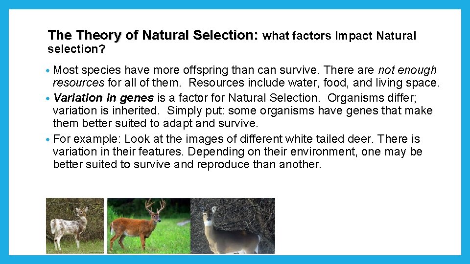 The Theory of Natural Selection: what factors impact Natural selection? • Most species have The Theory of Natural Selection: what factors impact Natural selection? • Most species have