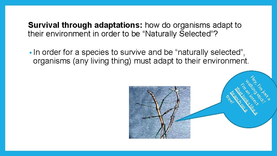 Survival through adaptations: how do organisms adapt to their environment in order to be Survival through adaptations: how do organisms adapt to their environment in order to be
