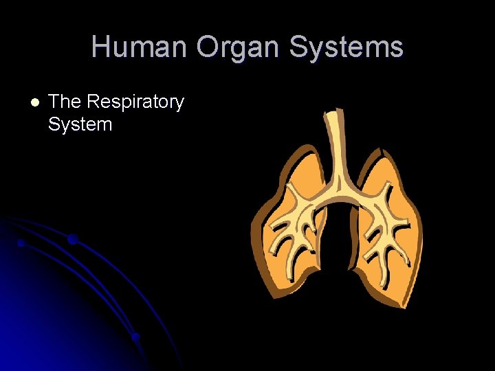 Human Organ Systems l The Respiratory System 