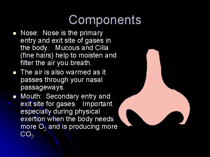 Components l l l Nose: Nose is the primary entry and exit site of