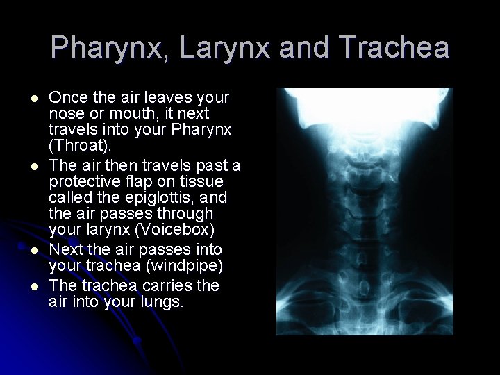 Pharynx, Larynx and Trachea l l Once the air leaves your nose or mouth,