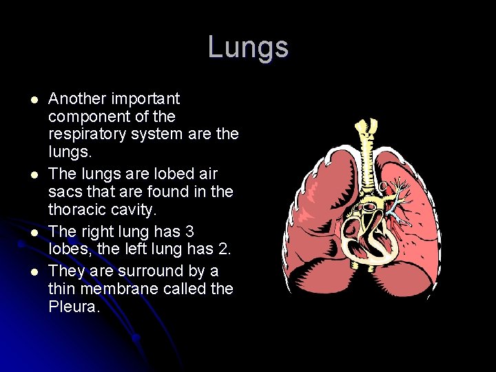 Lungs l l Another important component of the respiratory system are the lungs. The
