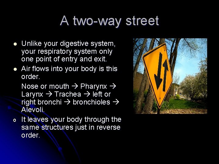 A two-way street l l o Unlike your digestive system, your respiratory system only