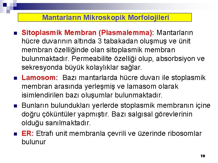 Mantarların Mikroskopik Morfolojileri n n Sitoplasmik Membran (Plasmalemma): Mantarların hücre duvarının altında 3 tabakadan